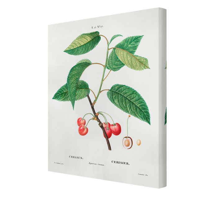 Stampa su tela Illustrazione botanica vintage Ciliegie rosse