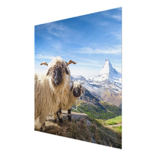Quadro città Pecore dal naso nero di Zermatt