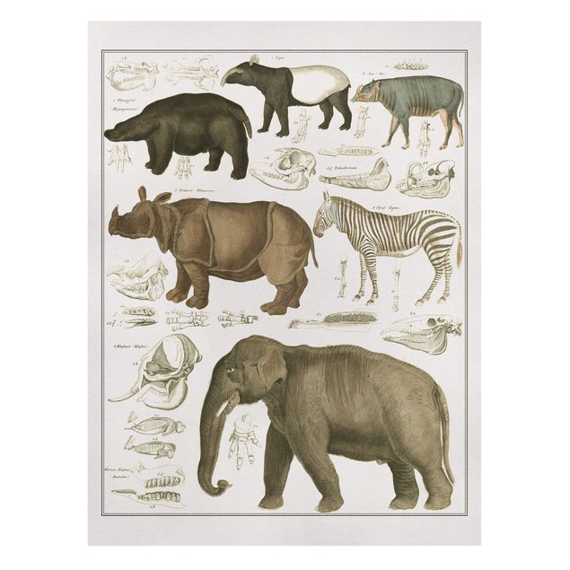 Quadri su tela Africa Bacheca Vintage Elefante, zebra e rinoceronte