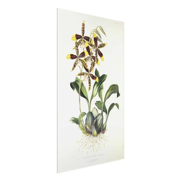Quadri con orchidee Maxim Gauci - Orchidea II