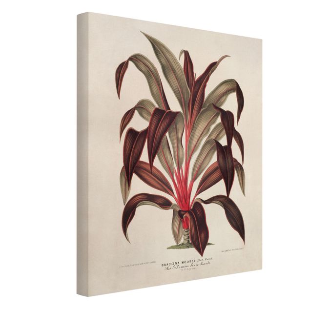 Quadri floreali moderni Illustrazione botanica vintage di albero del drago