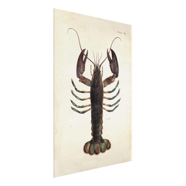 Quadri marroni Illustrazione vintage dell'aragosta