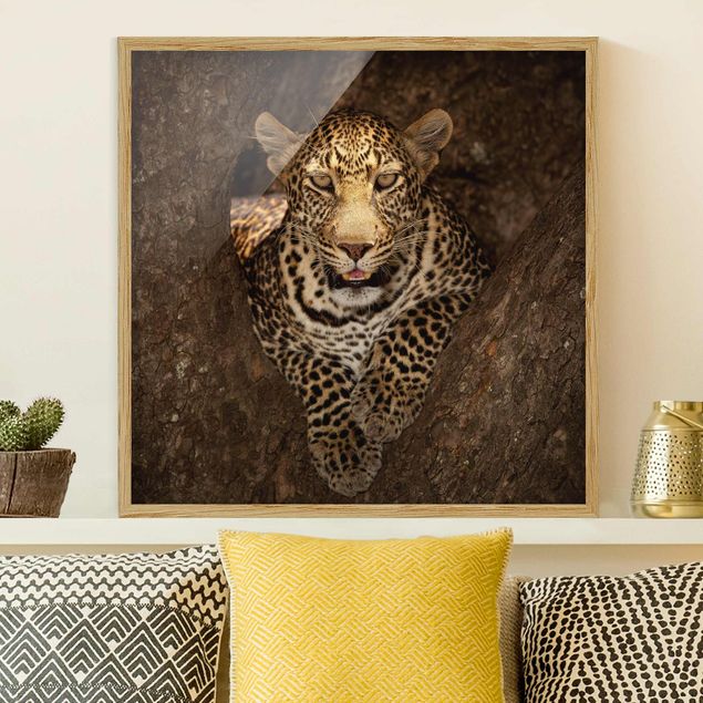 Quadri Africa Leopardo che riposa su un albero