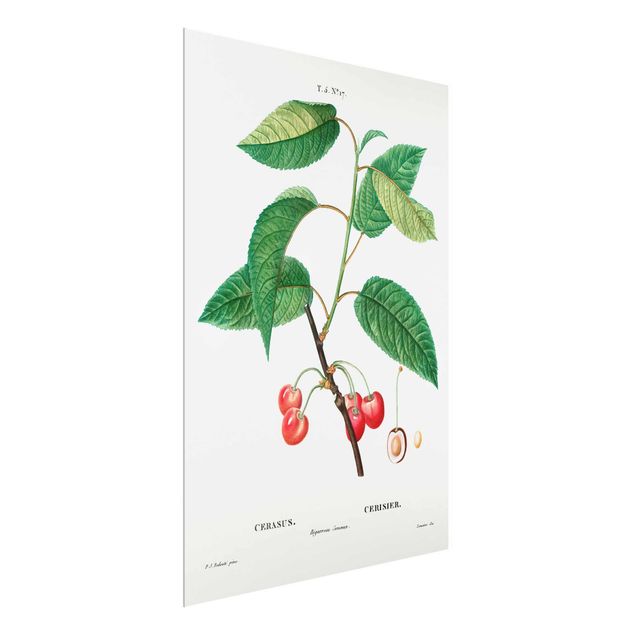 Quadro verde Illustrazione botanica vintage Ciliegie rosse