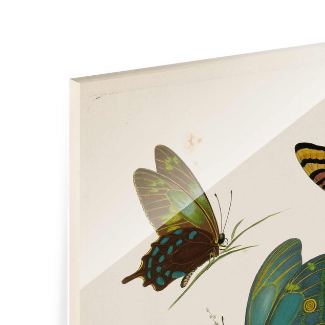 Magnettafel Glas Illustrazione vintage Farfalle esotiche
