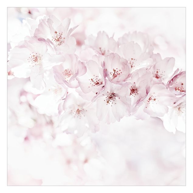 Carta da parati rosa Tocco di fiori di ciliegio