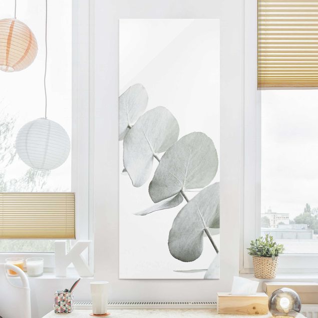 Quadri in vetro con fiori Ramo di eucalipto in luce bianca