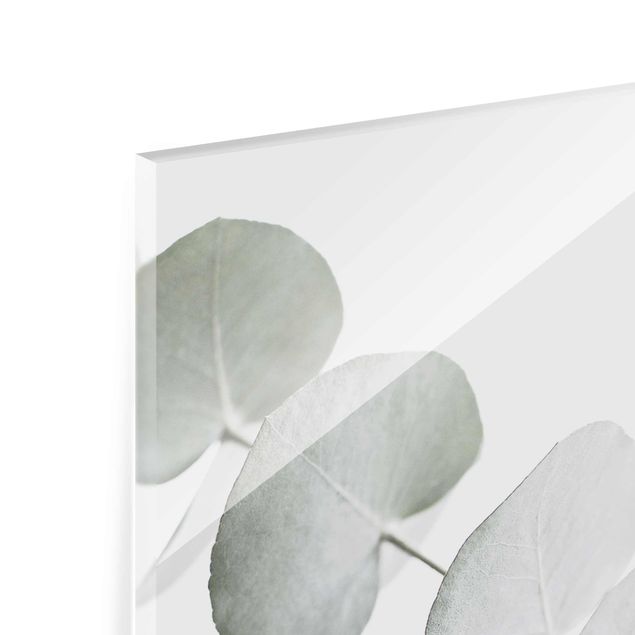 Quadro in vetro - Ramo di eucalipto nella luce bianca