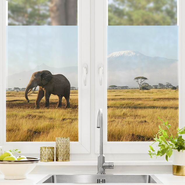 Adesivi per finestre con animali Elephants In Front Of The Kilimanjaro In Kenya