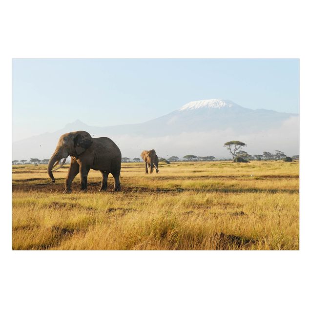 Pellicola adesiva per vetri Elephants In Front Of The Kilimanjaro In Kenya