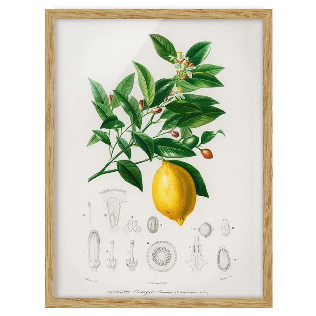 Quadri gialli Illustrazione botanica vintage di limone