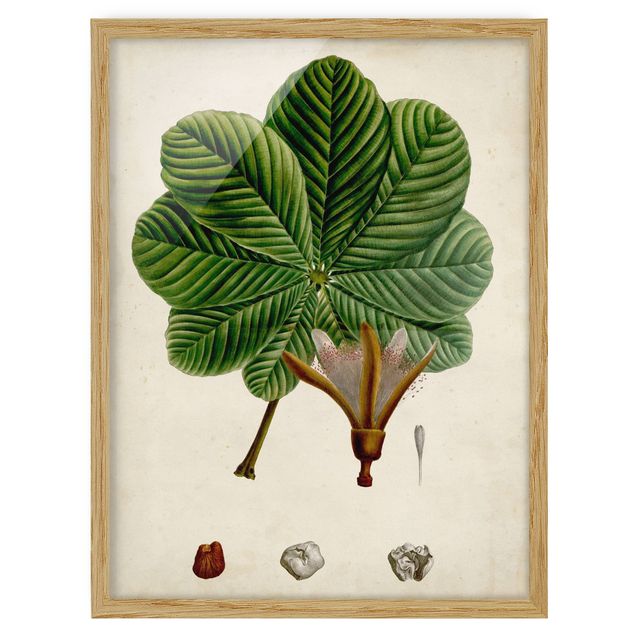 Quadro verde Poster con piante caducifoglie II