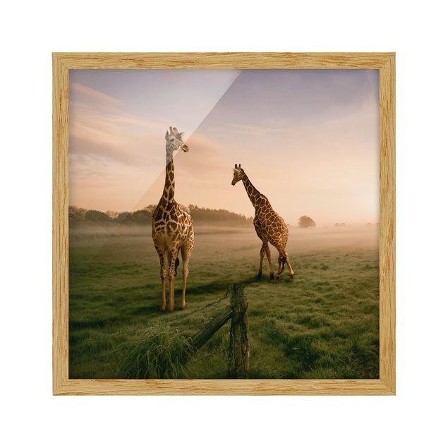 Quadri con cornice con animali Giraffe surreali