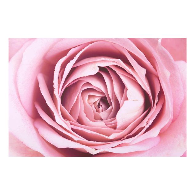 Quadri amore Fiore di rosa rosa