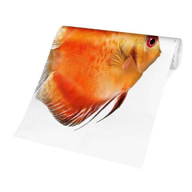 Carte da parati animali Fuoco rosso Discus pesce