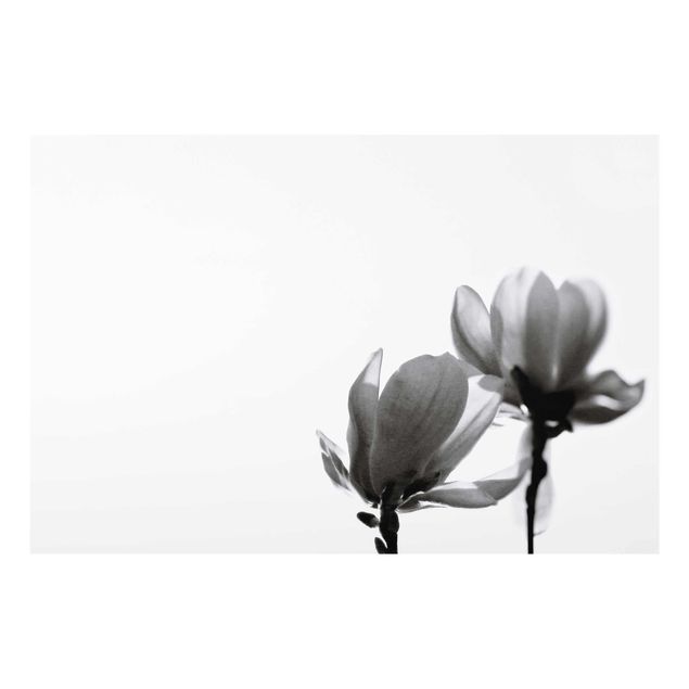 Stampe Magnolia araldo di primavera in bianco e nero