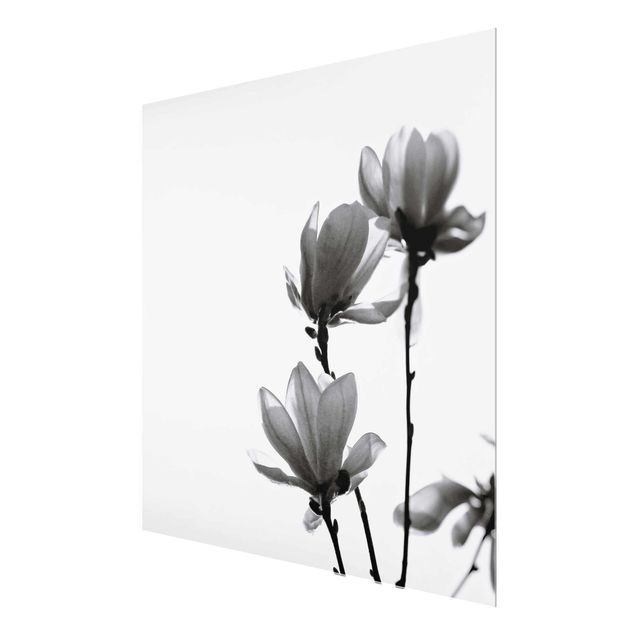 Glas Magnettafel Magnolia araldo di primavera in bianco e nero