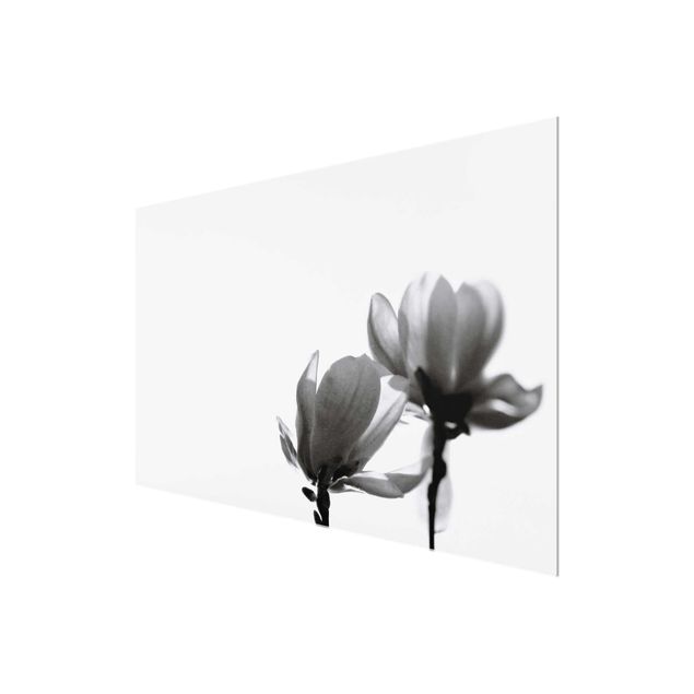 Glas Magnettafel Magnolia araldo di primavera in bianco e nero