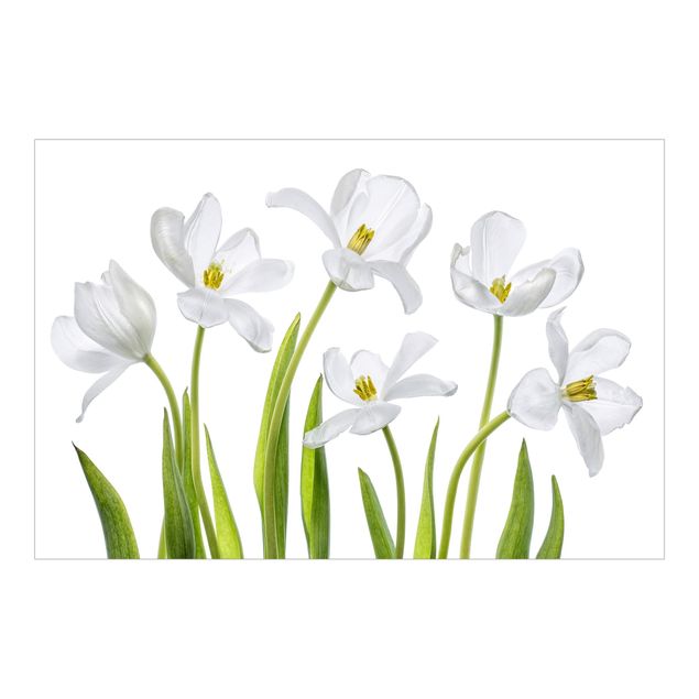 Carta parati bianca Cinque tulipani bianchi
