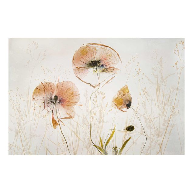 Quadri con fiori Fiori di papavero secchi con erbe delicate