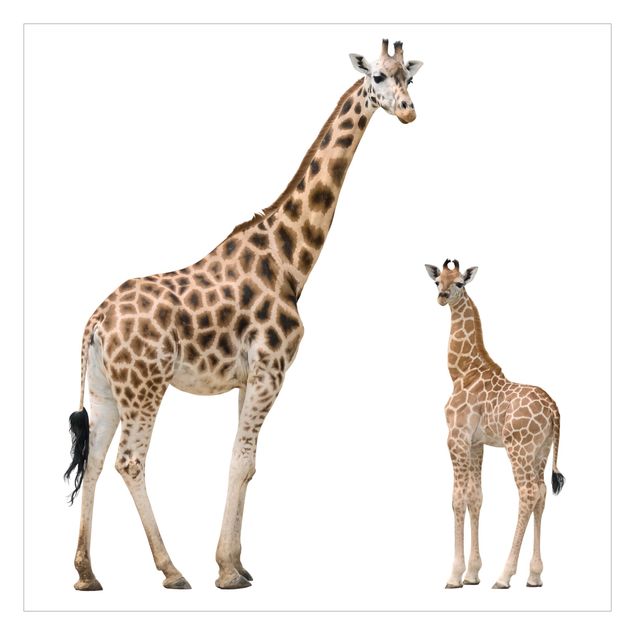 Carte da parati animali Giraffa madre e figlio