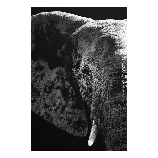 Quadro moderno Elefante africano in bianco e nero