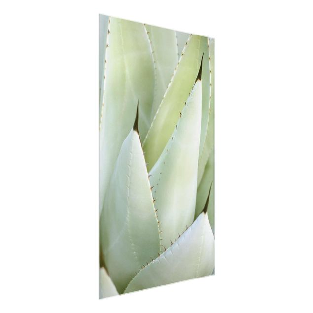 Quadri verdi Aloe