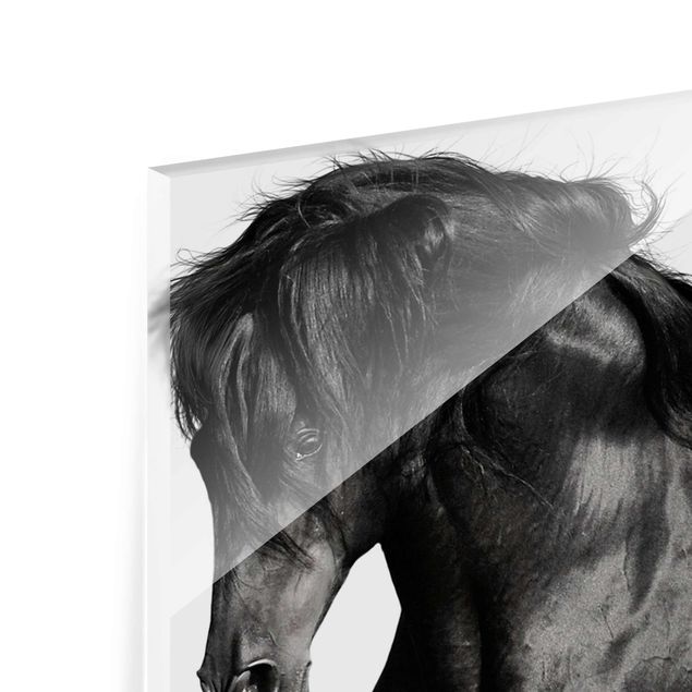 Quadro su vetro - Arabian stallion - Orizzontale 3:2