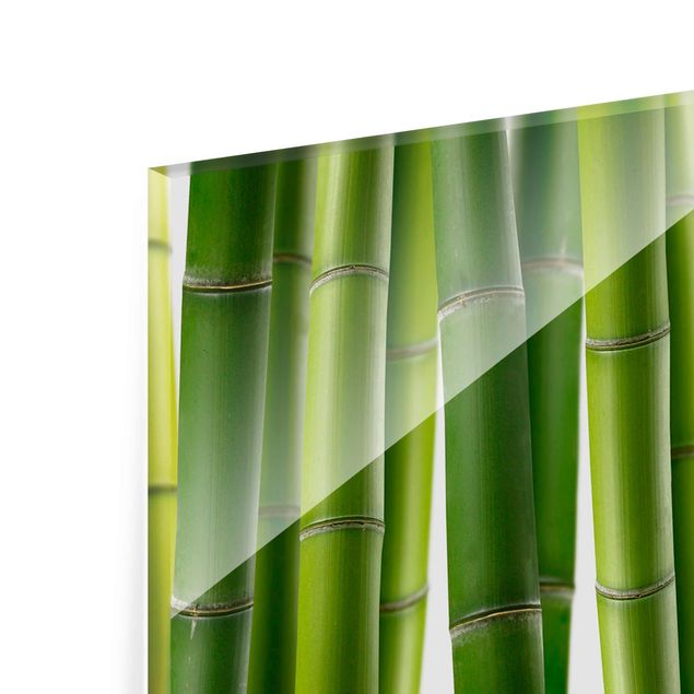 Glas Magnetboard Piante di bambù
