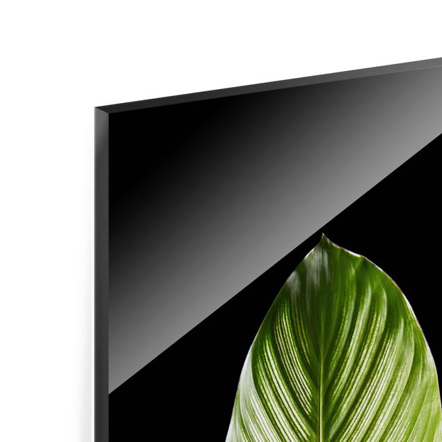 Quadro in vetro - Leaf Calathea Ornata On Black 03 - Pannello