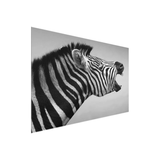 Quadri moderni bianco e nero Zebra ruggente ll