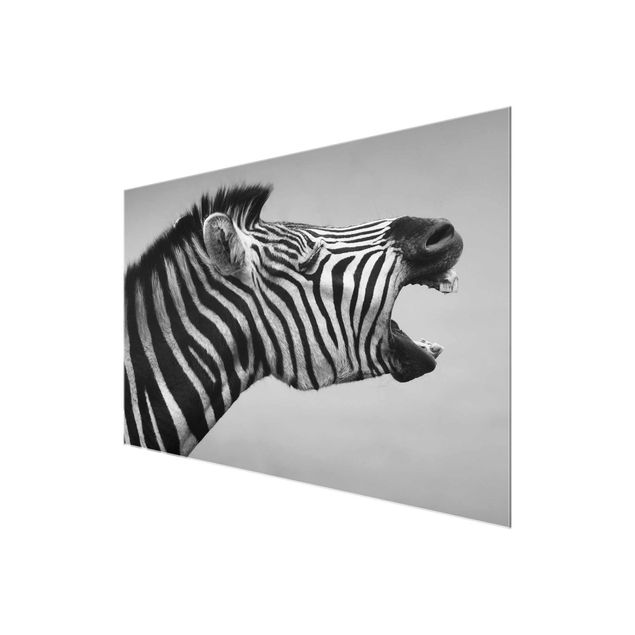 Quadri stampe Zebra ruggente ll