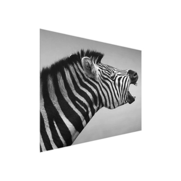 Quadri moderni bianco e nero Zebra ruggente ll