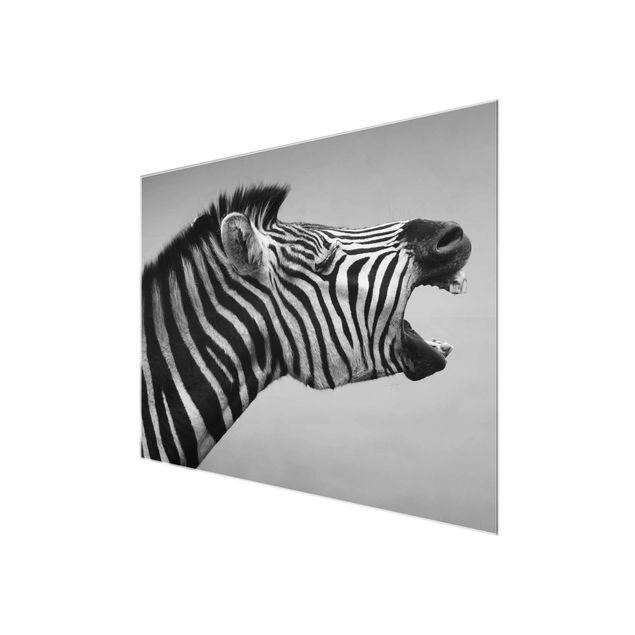 Quadri stampe Zebra ruggente ll