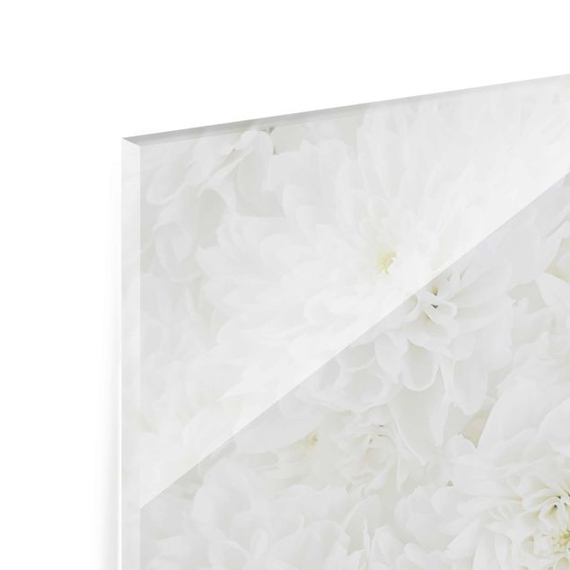 Quadro su vetro - Dahlias sea of flowers white - Orizzontale 3:2