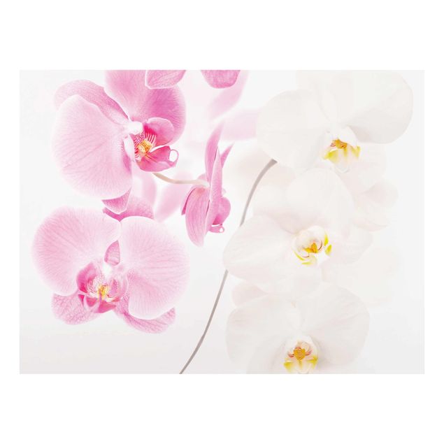 Quadro moderno Orchidee delicate