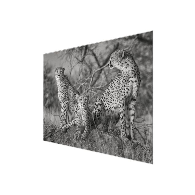 Quadro in vetro - tre ghepardi - Large 3:4