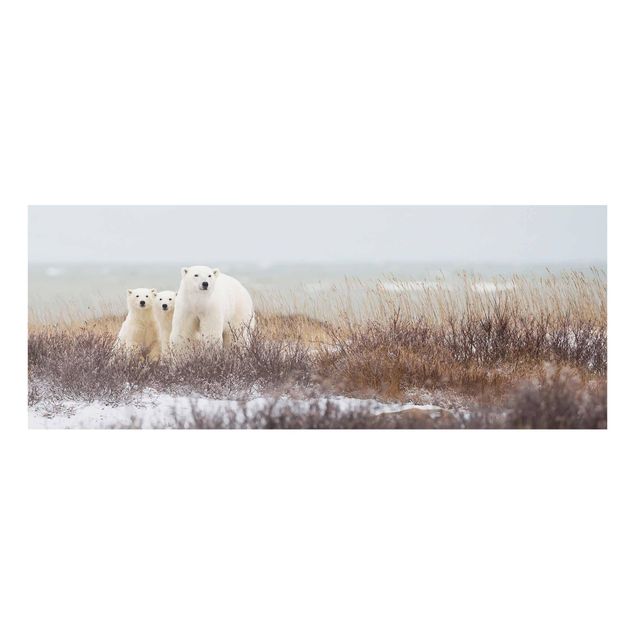Stampe Orso polare e i suoi cuccioli
