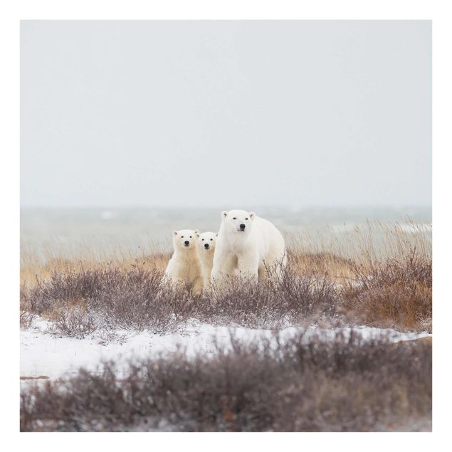Quadri stampe Orso polare e i suoi cuccioli