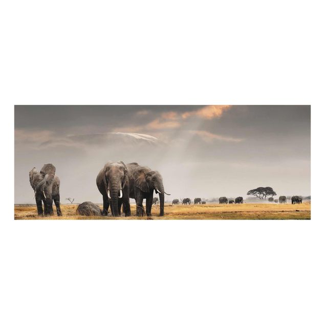 Quadri in vetro con animali Elefanti nella savana