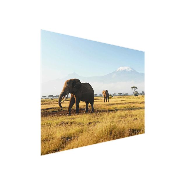 Quadri in vetro con paesaggio Elefanti di fronte al Kilimangiaro in Kenya