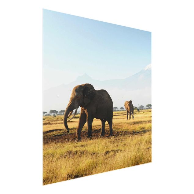 Quadri in vetro con paesaggio Elefanti di fronte al Kilimangiaro in Kenya