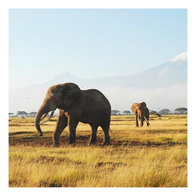 Quadri in vetro con animali Elefanti di fronte al Kilimangiaro in Kenya