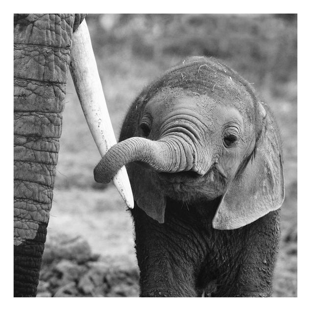 Quadri Elefantino