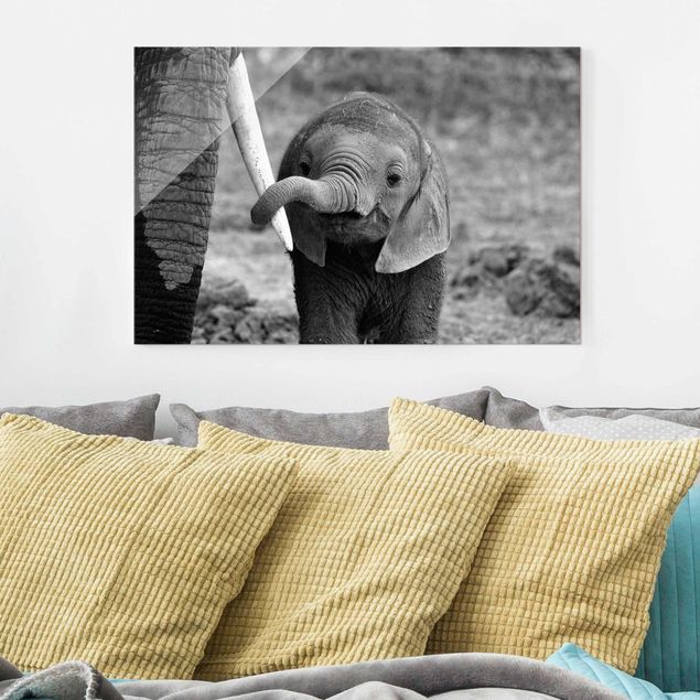Elefante quadro Elefantino