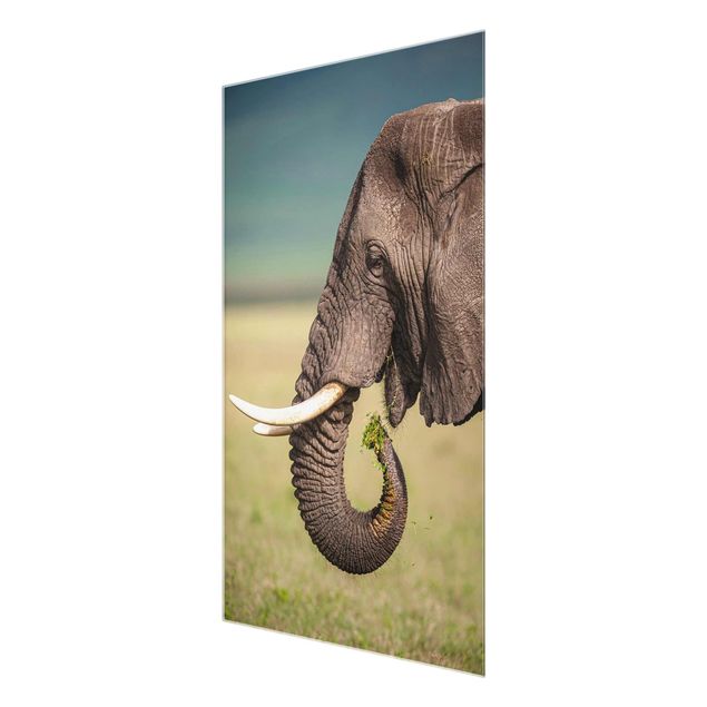 Stampe Nutrire gli elefanti in Africa