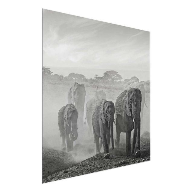 Quadri in vetro in bianco e nero Branco di elefanti