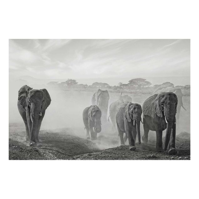 Quadri in vetro con paesaggio Branco di elefanti