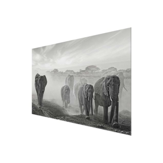 Quadri moderni   Branco di elefanti