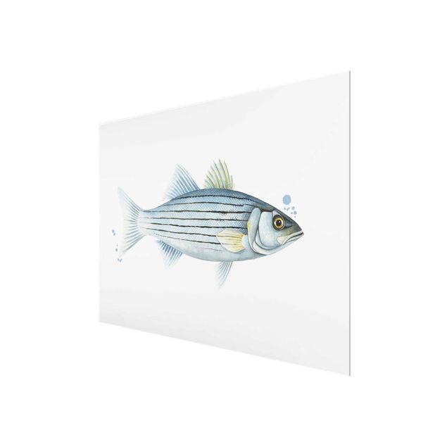 Quadro in vetro - Trappola Ink - Pesce Persico Bianco - Large 3:4